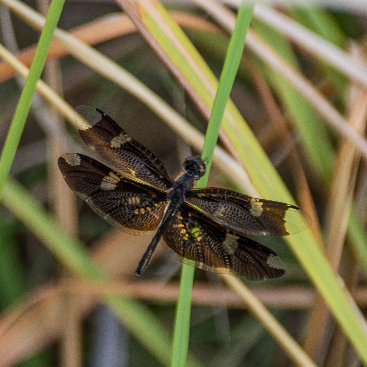 Rhyothemis fenestrina (Black-winged flutterer ou Skylight-flutterer), probable mâle, Shinde concession, Delta de l'Okavango, Botswana.